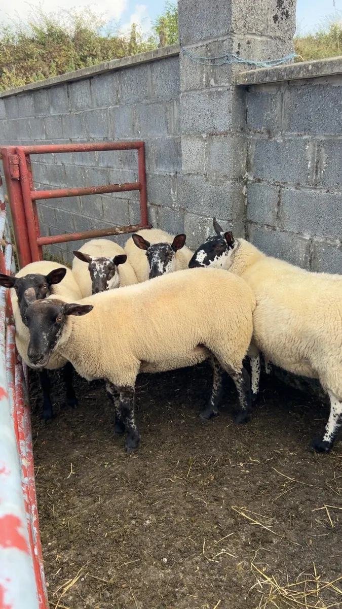 Hoggets - Image 3