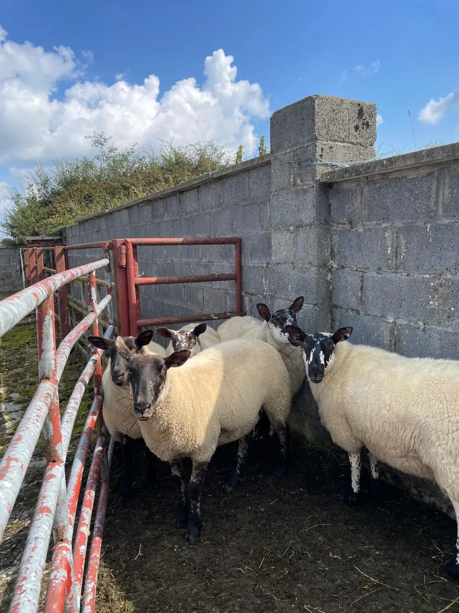 Hoggets - Image 4