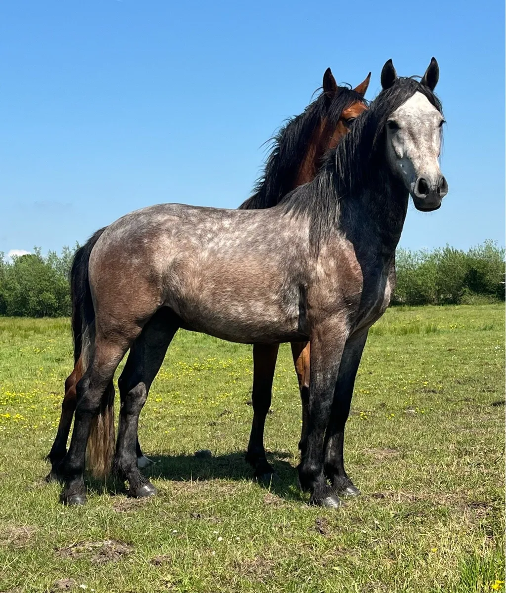 Three Year Old Connemara Gelding - Image 1
