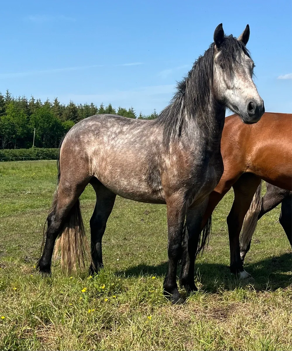 Three Year Old Connemara Gelding - Image 3
