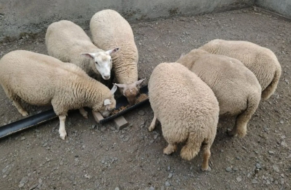 Lambs and ewes - Image 2
