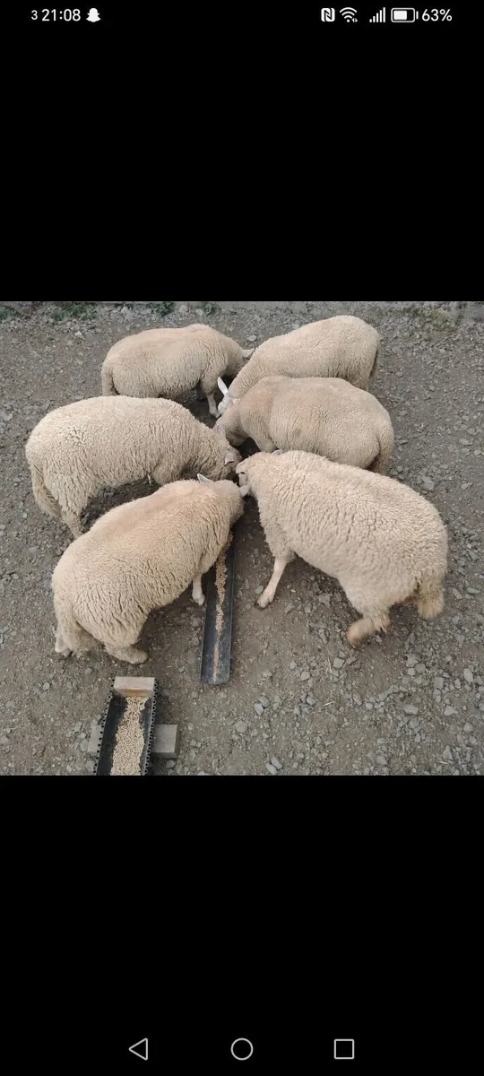 Lambs and ewes - Image 1