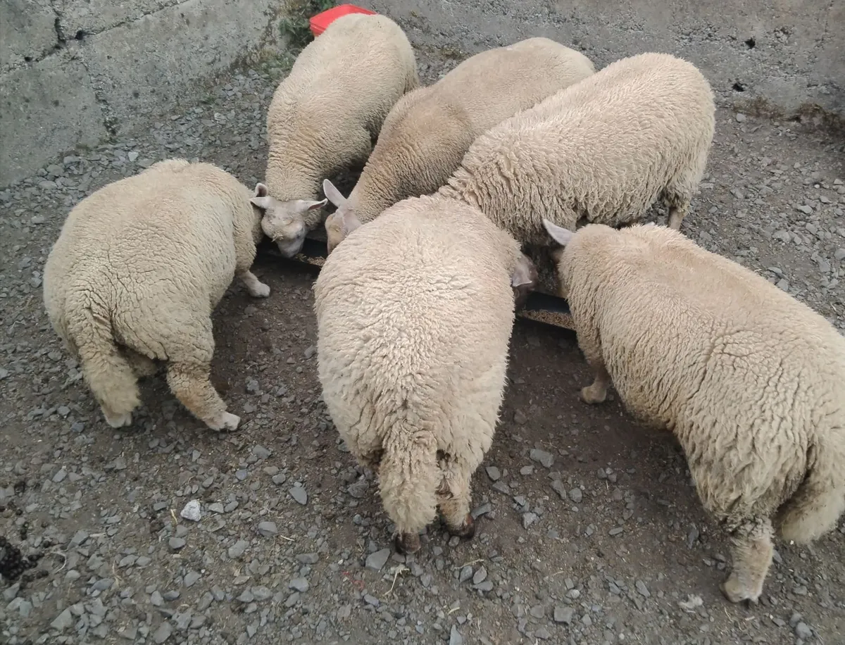 Lambs and ewes - Image 3