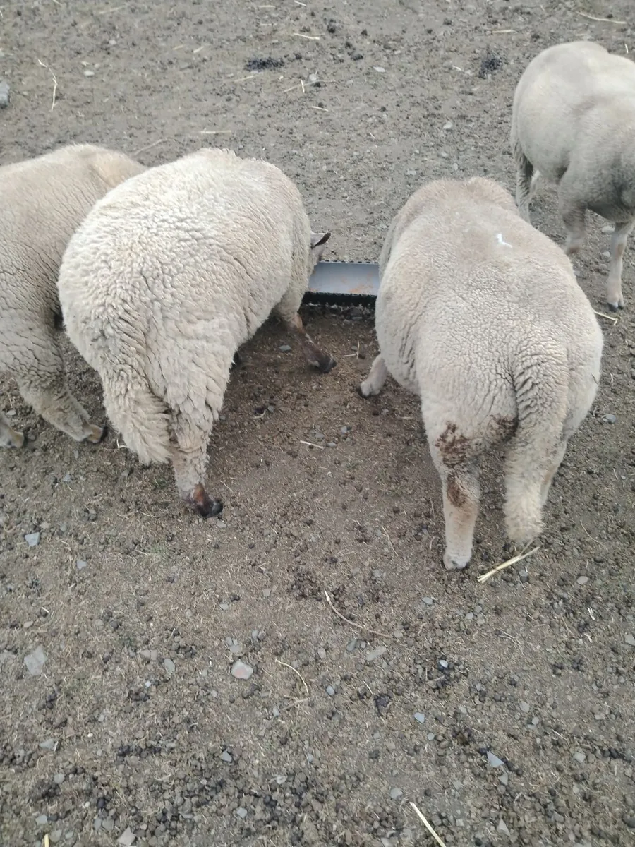 Lambs and ewes - Image 4