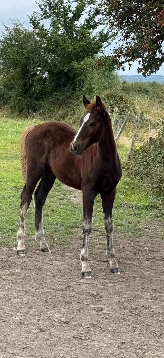 Connemara Chestnut Colt Foal - Image 1