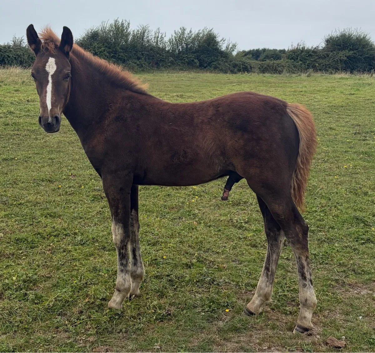 Connemara Chestnut Colt Foal - Image 2