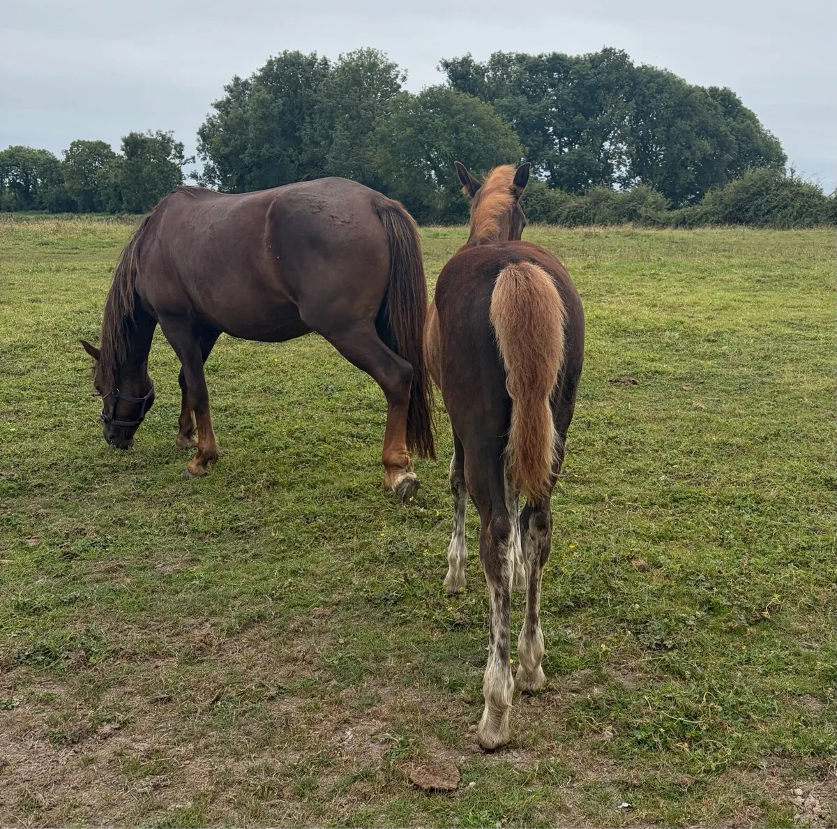 Connemara Chestnut Colt Foal - Image 3