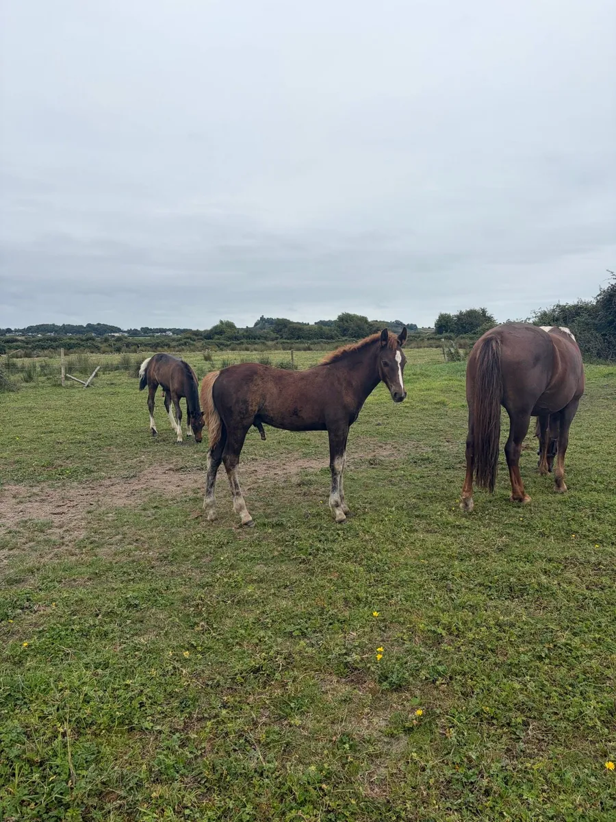Connemara Chestnut Colt Foal - Image 4