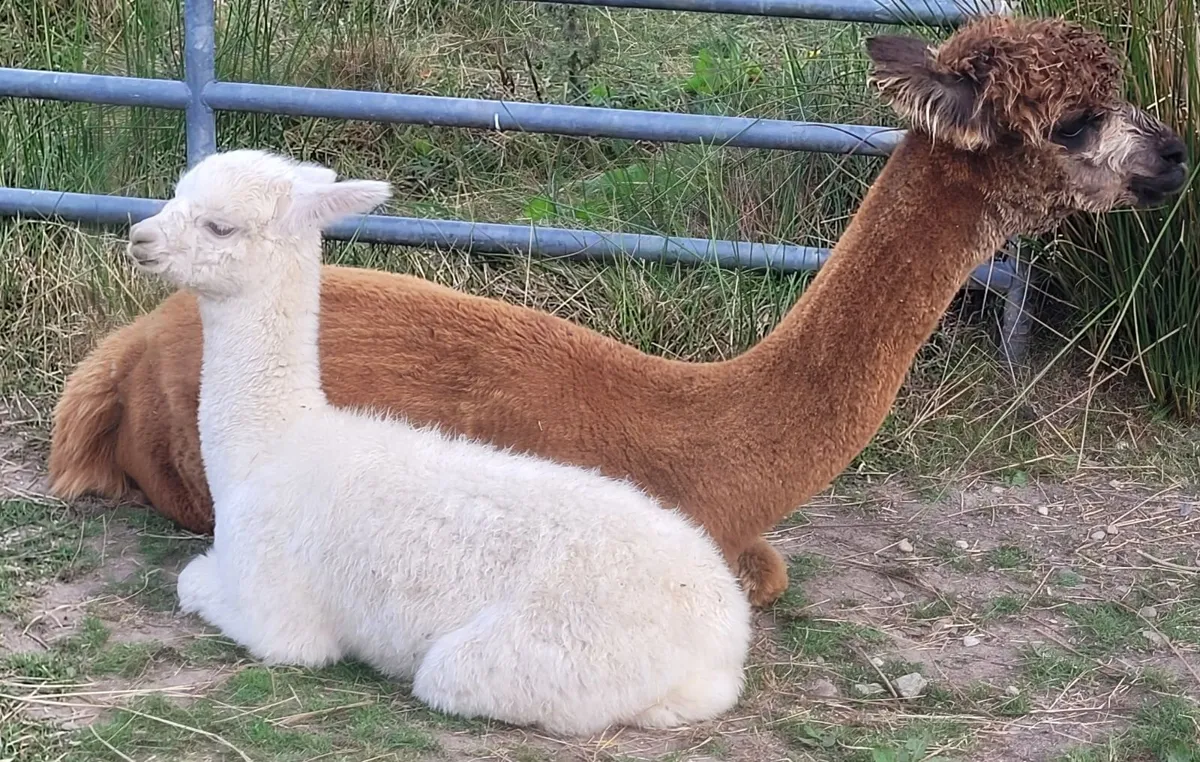 Alpacas - Image 1