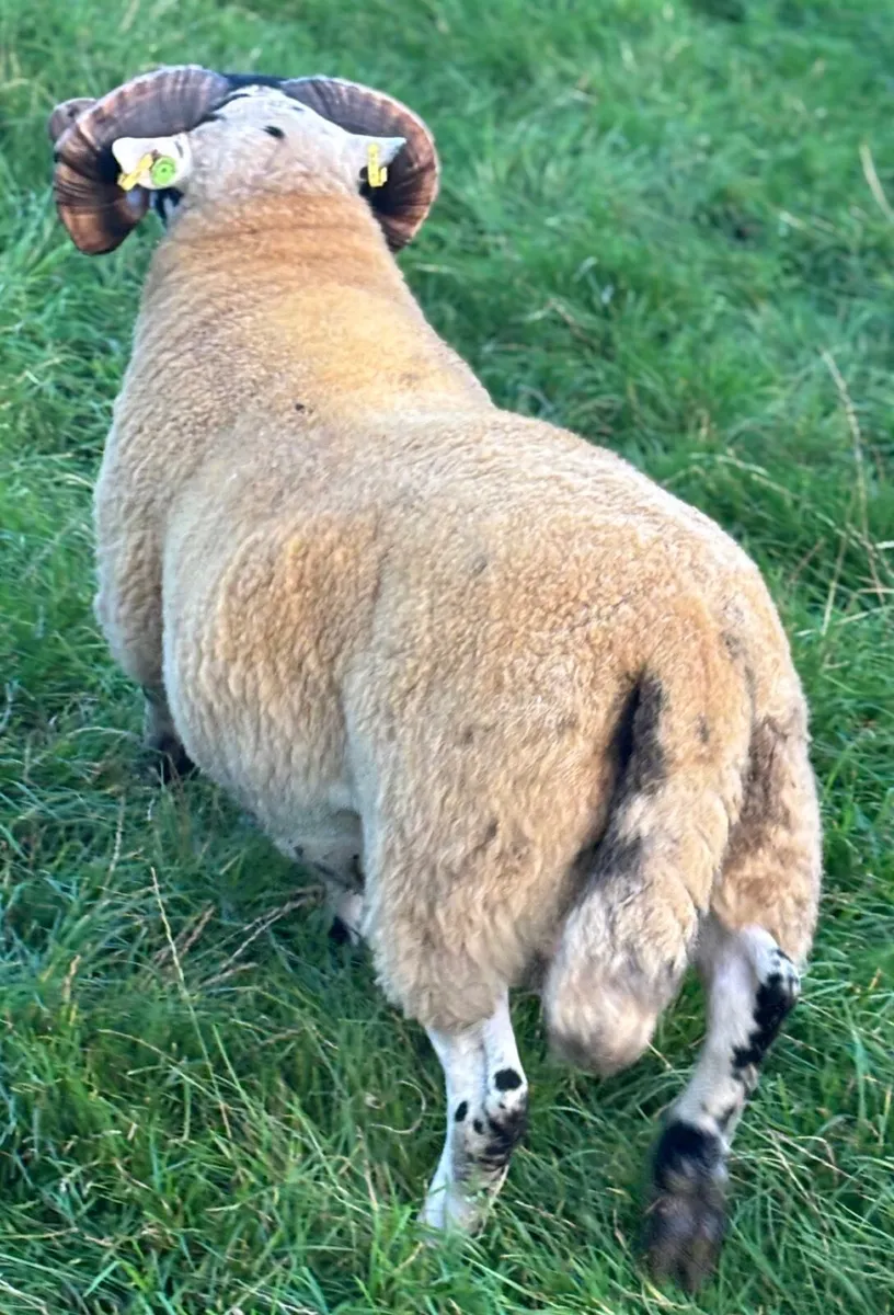 ⭐️Lanark Shearling Ram-SIS-Craigdoo Sired - Image 2