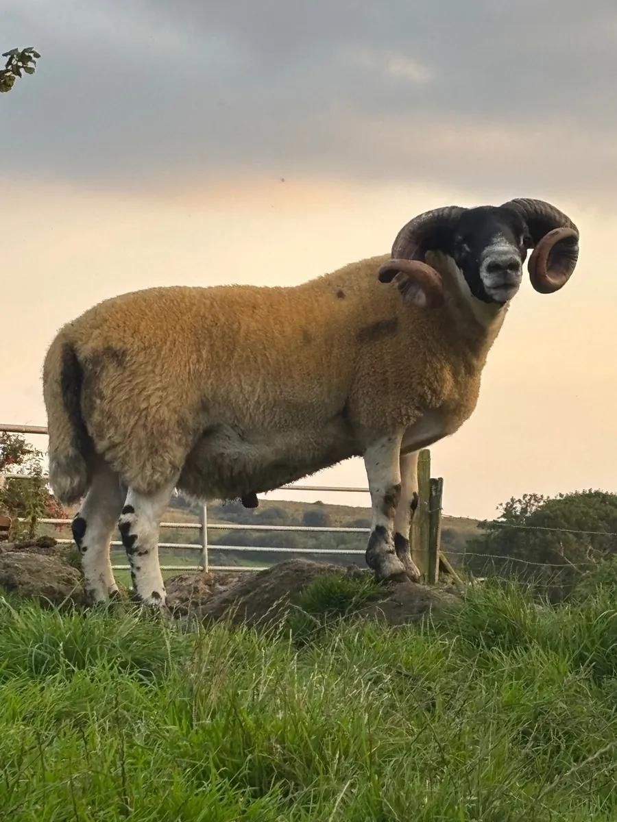 ⭐️Lanark Shearling Ram-SIS-Craigdoo Sired - Image 1