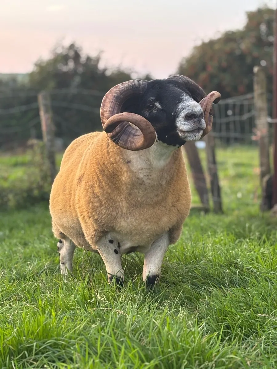 ⭐️Lanark Shearling Ram-SIS-Craigdoo Sired - Image 3