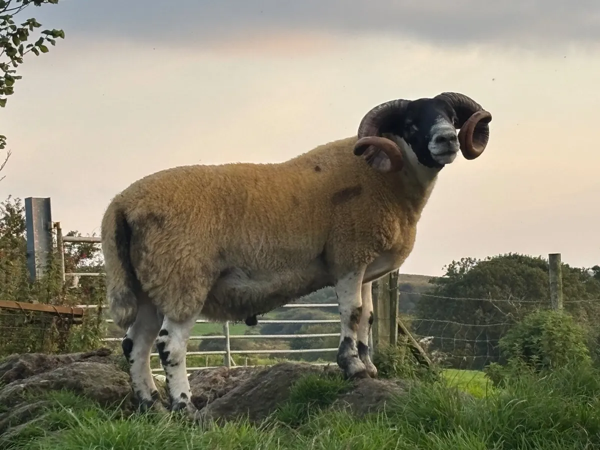 ⭐️Lanark Shearling Ram-SIS-Craigdoo Sired - Image 4
