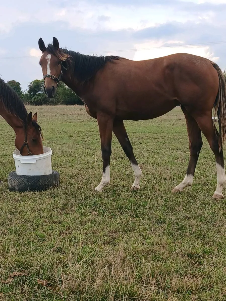 Tb yearling filly. - Image 1