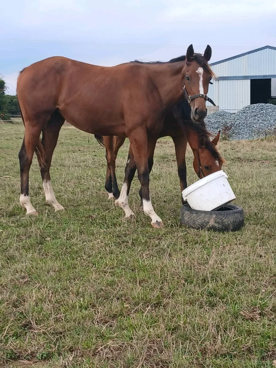 Tb yearling filly. - Image 2