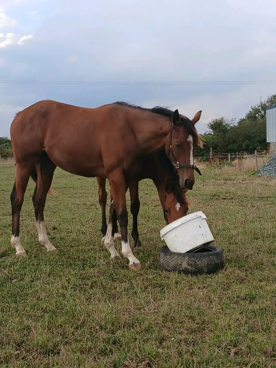 Tb yearling filly. - Image 3