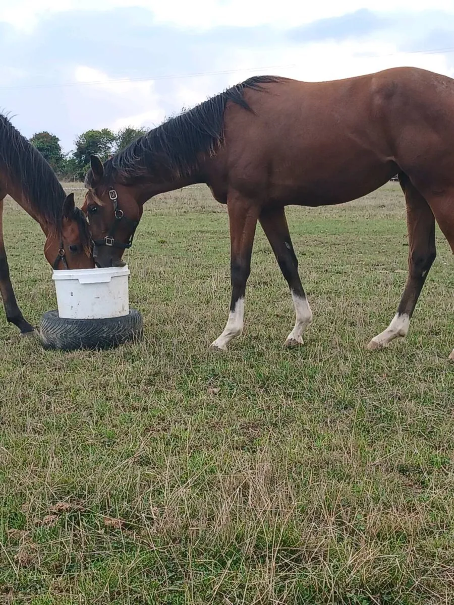 Tb yearling filly. - Image 4