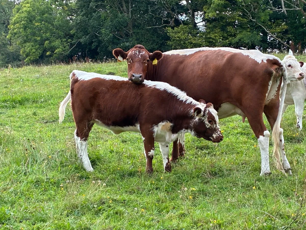 Livestock - Image 3