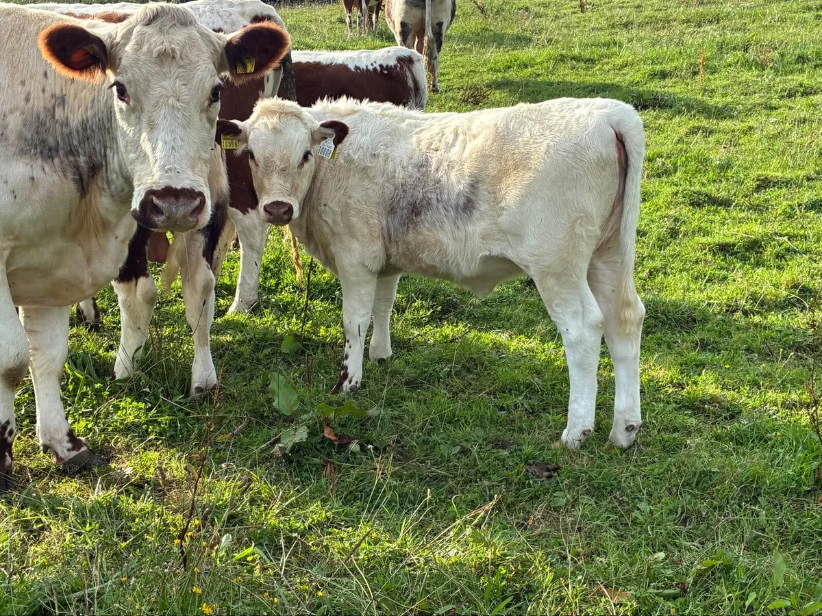 Livestock - Image 4