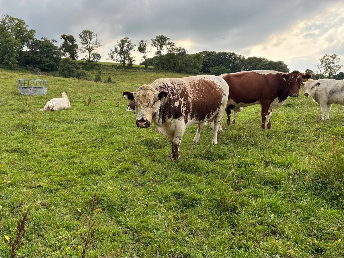 Livestock - Image 2