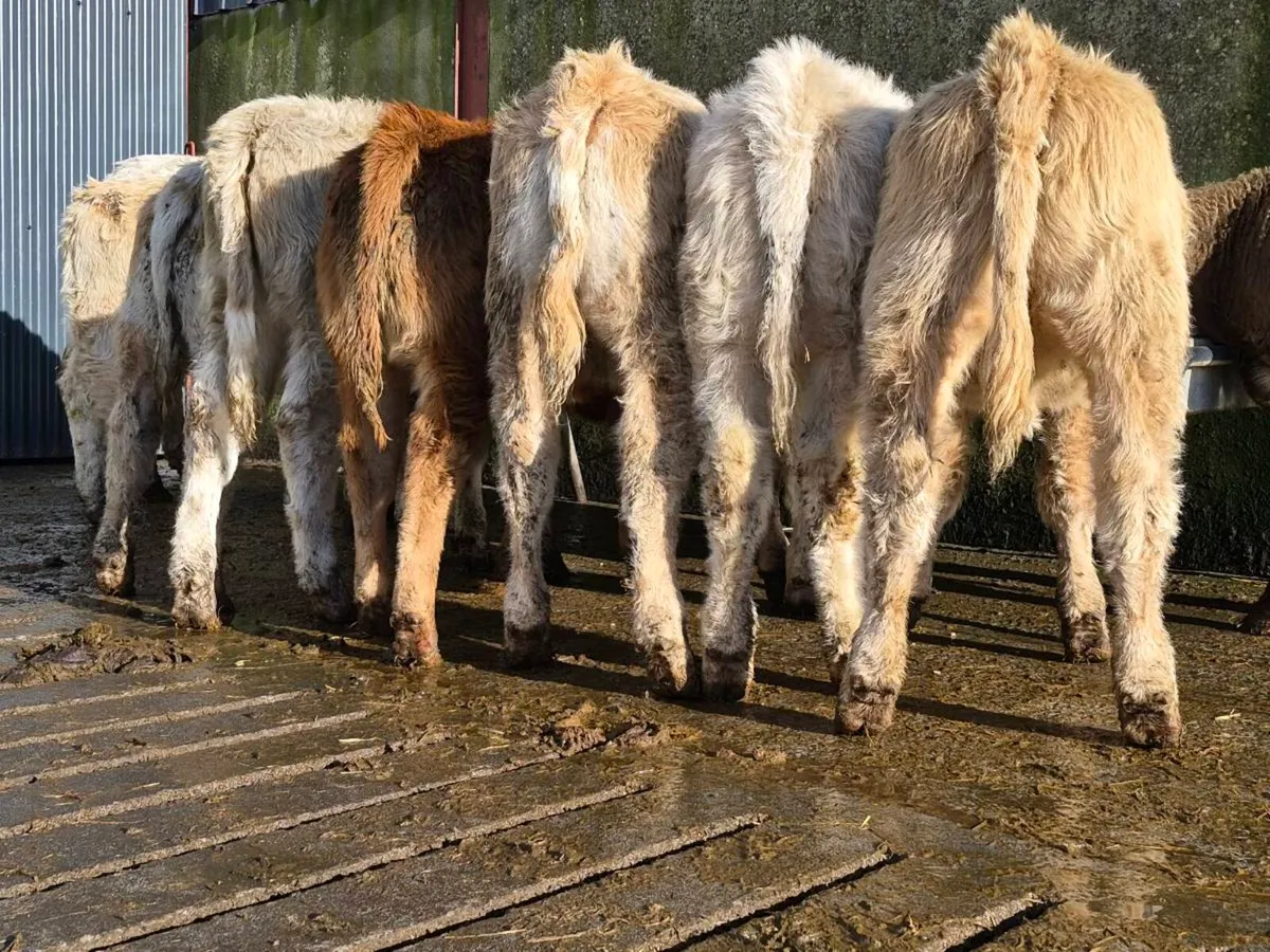 10 Super Heifer Weanlings - Image 2