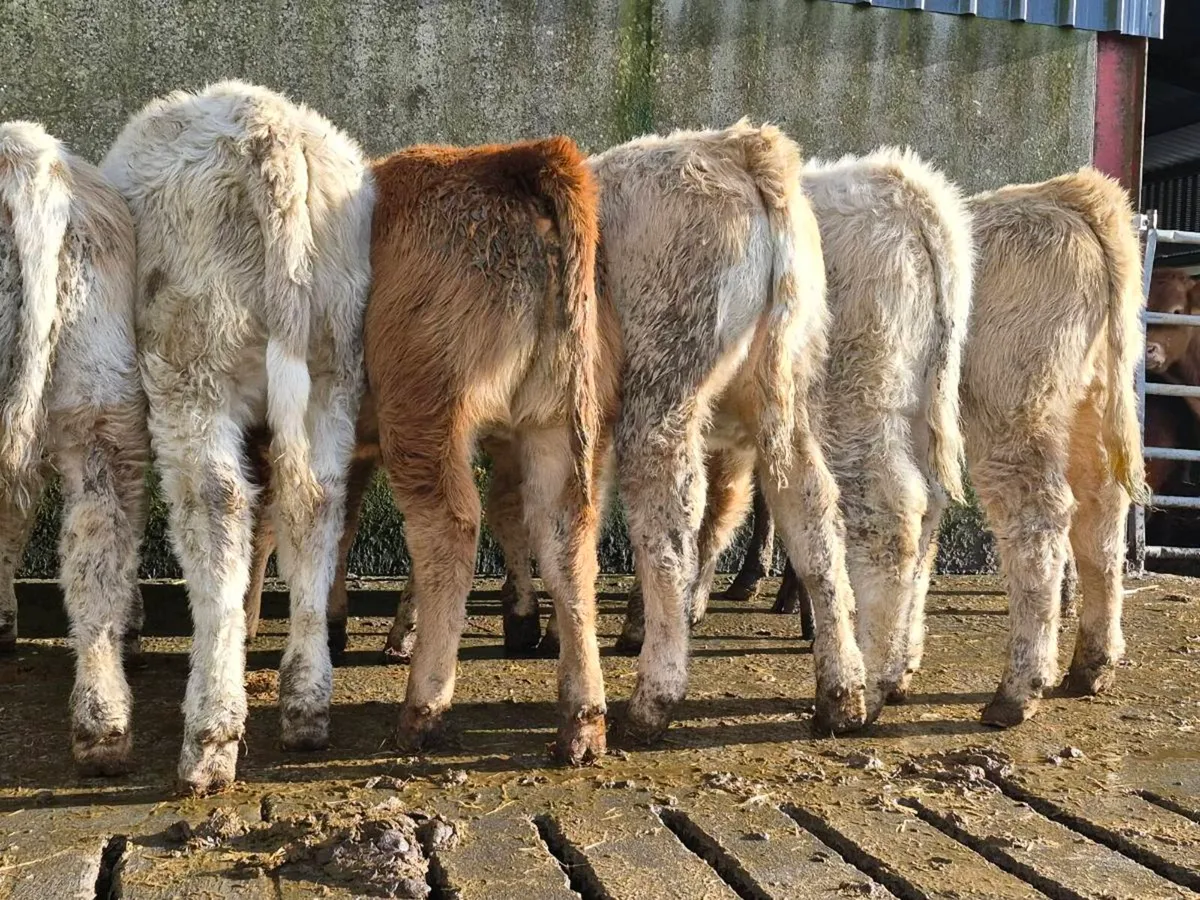 10 Super Heifer Weanlings - Image 3