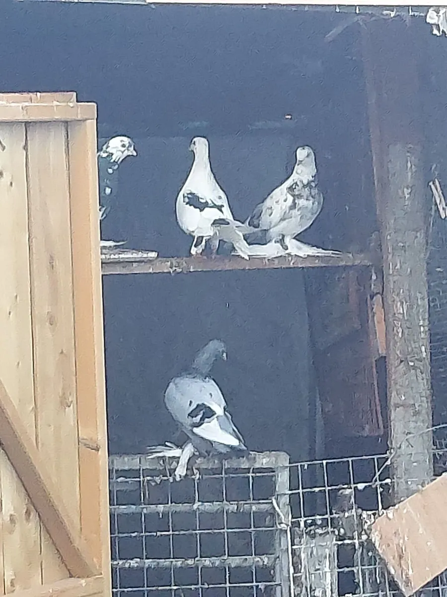 Pigeons