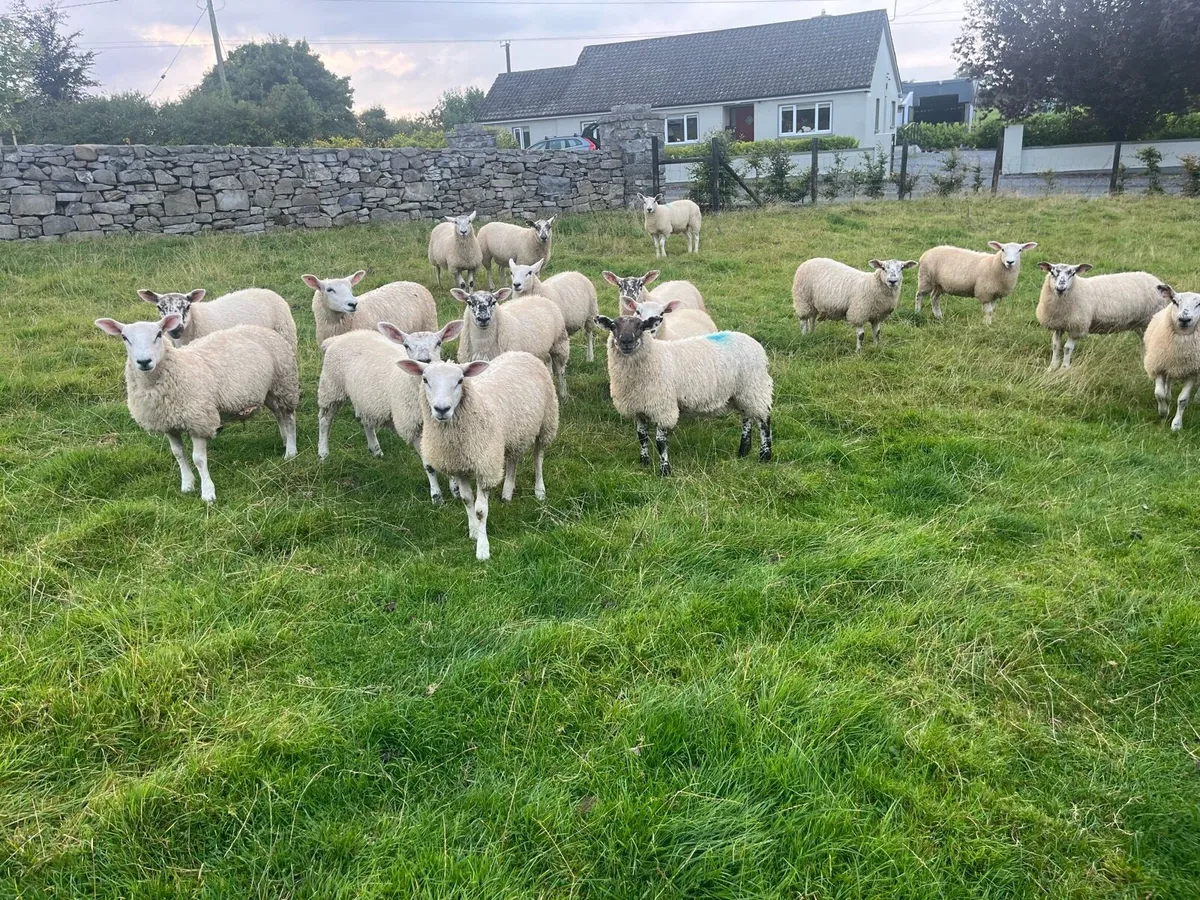 Quality Wether Lambs - Image 3