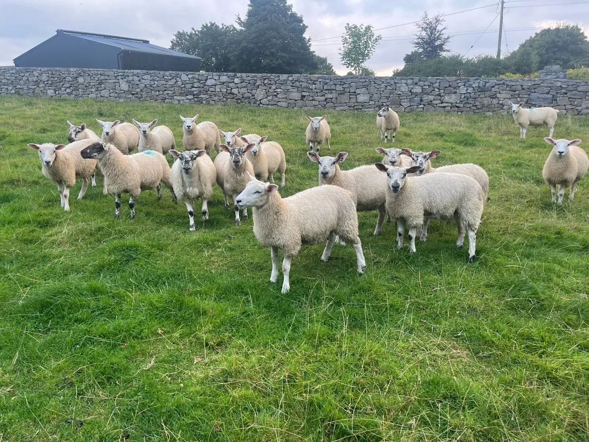 Quality Wether Lambs - Image 2