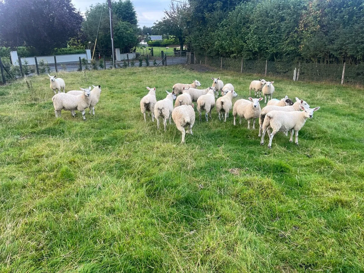 Quality Wether Lambs - Image 4