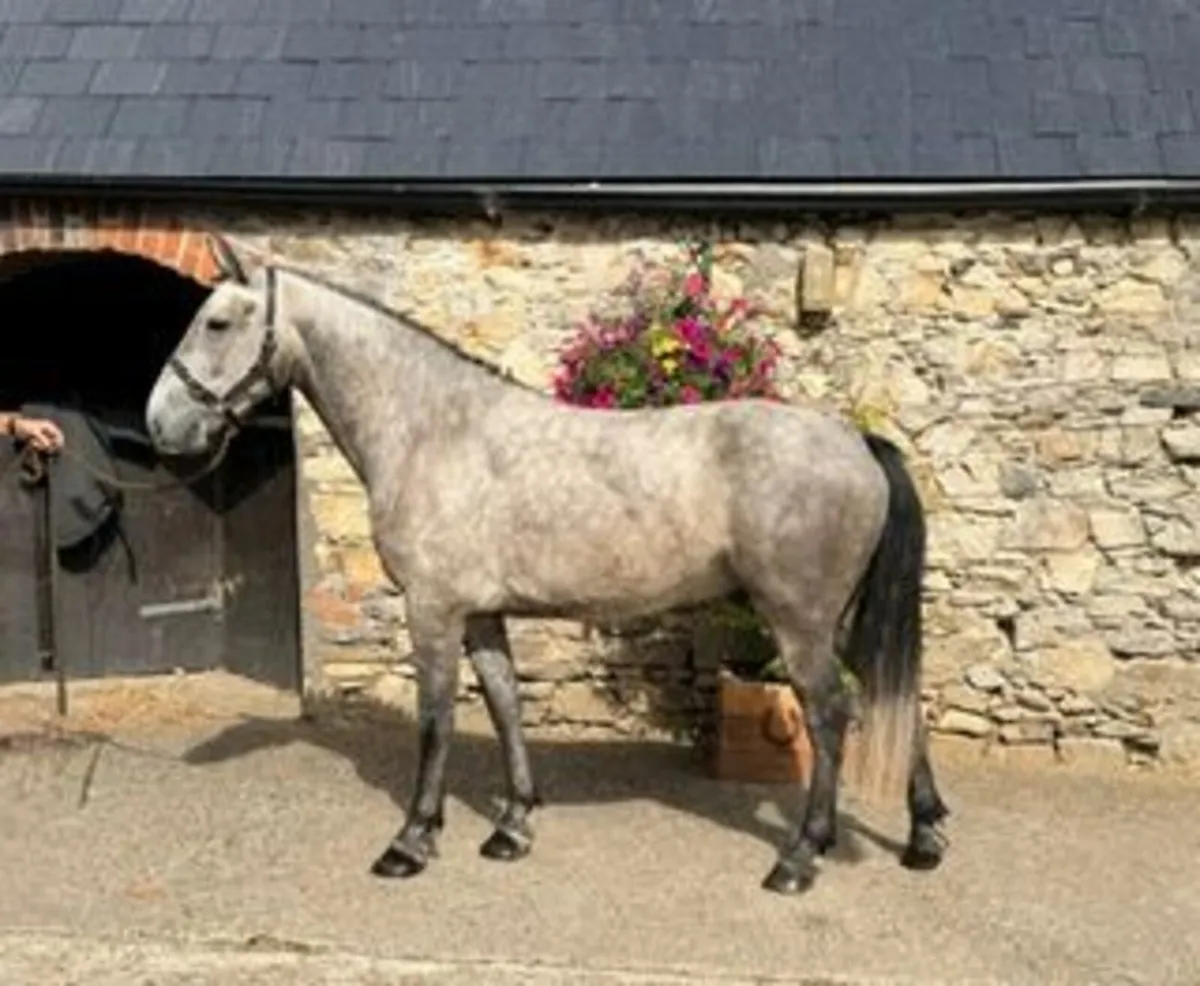 Lot 142 Goresbridge Connemara sale Tuesday 1st Sep - Image 2