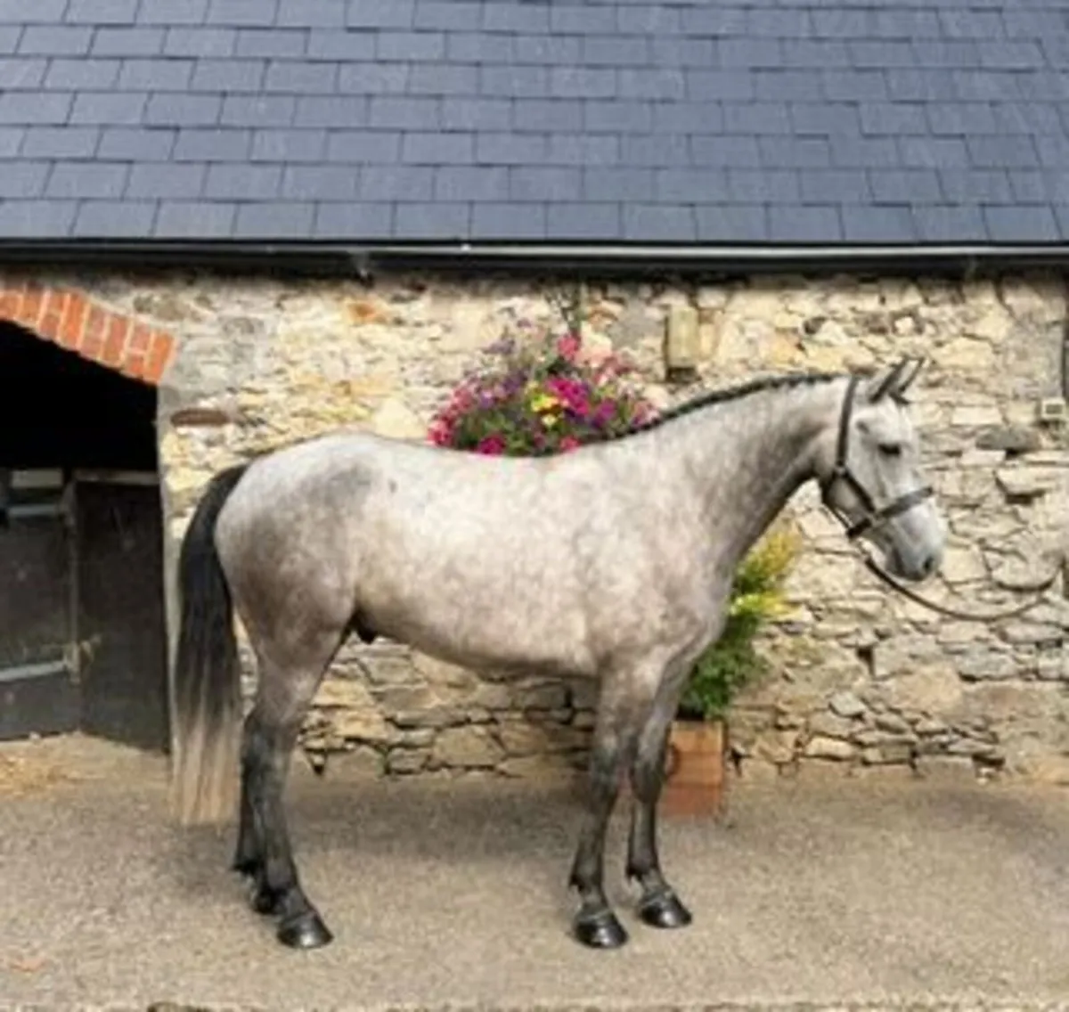 Lot 142 Goresbridge Connemara sale Tuesday 1st Sep - Image 1