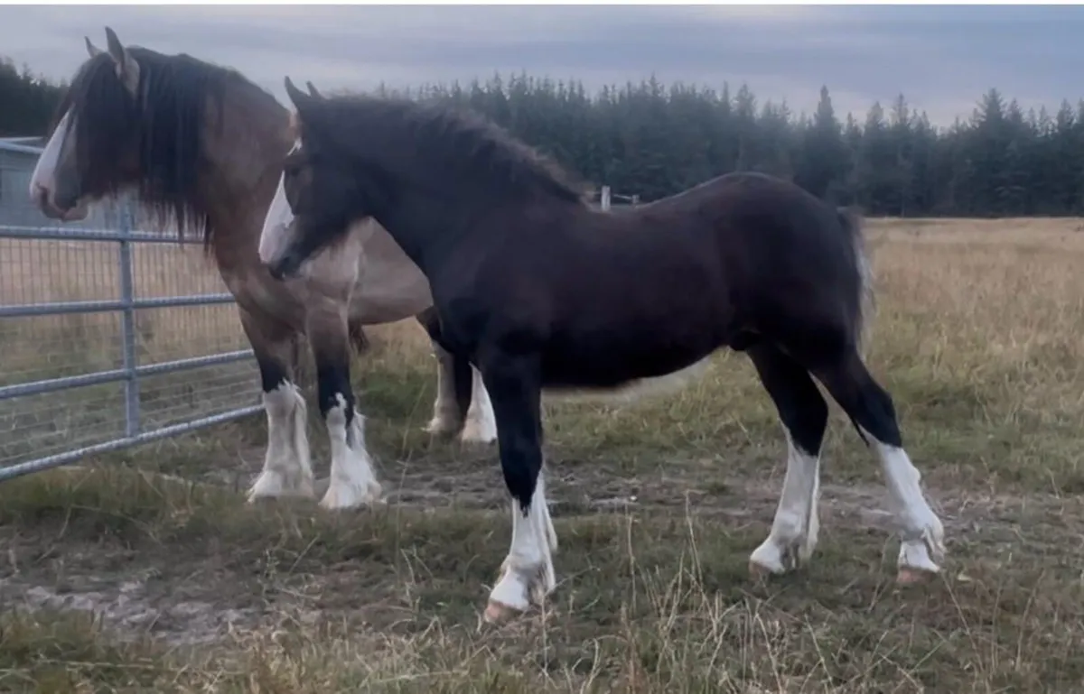 Cob Colt Foal - Image 3