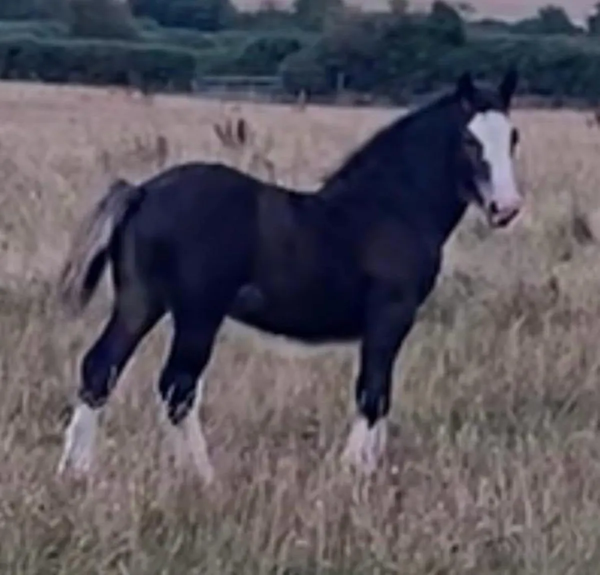 Cob Colt Foal - Image 2
