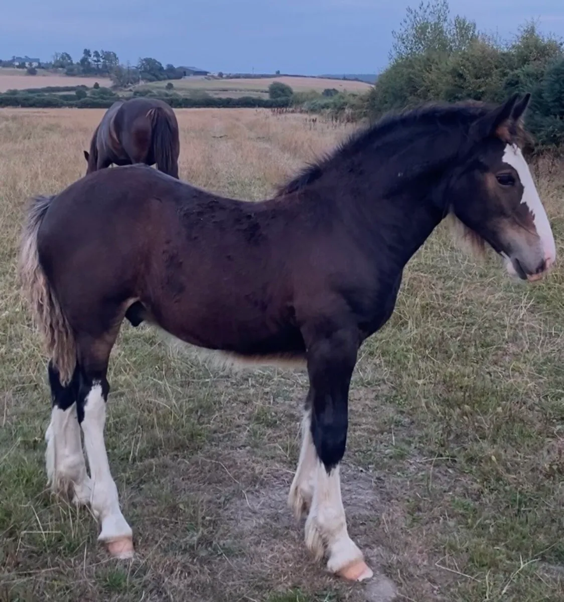 Cob Colt Foal - Image 4