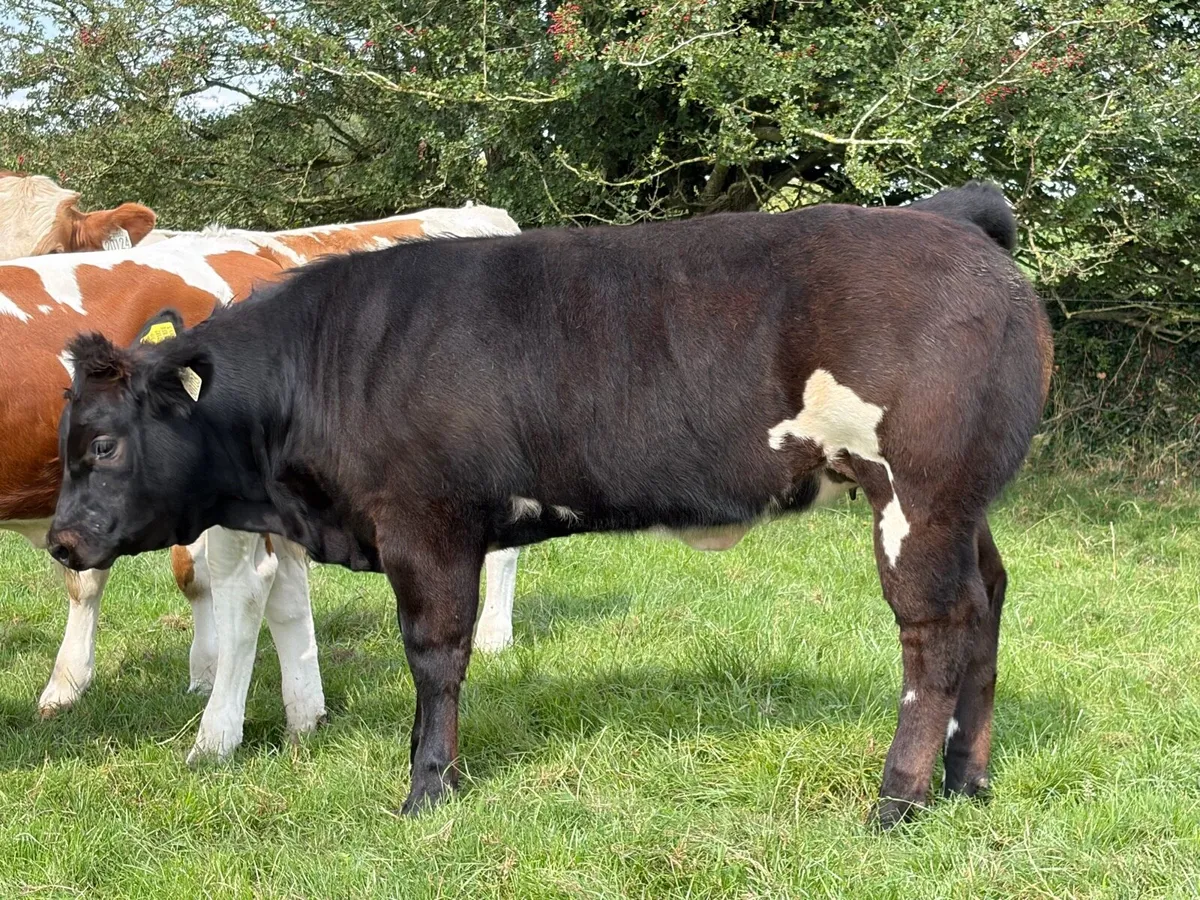 Ballinasloe mart Saturday 29th of August - Image 2