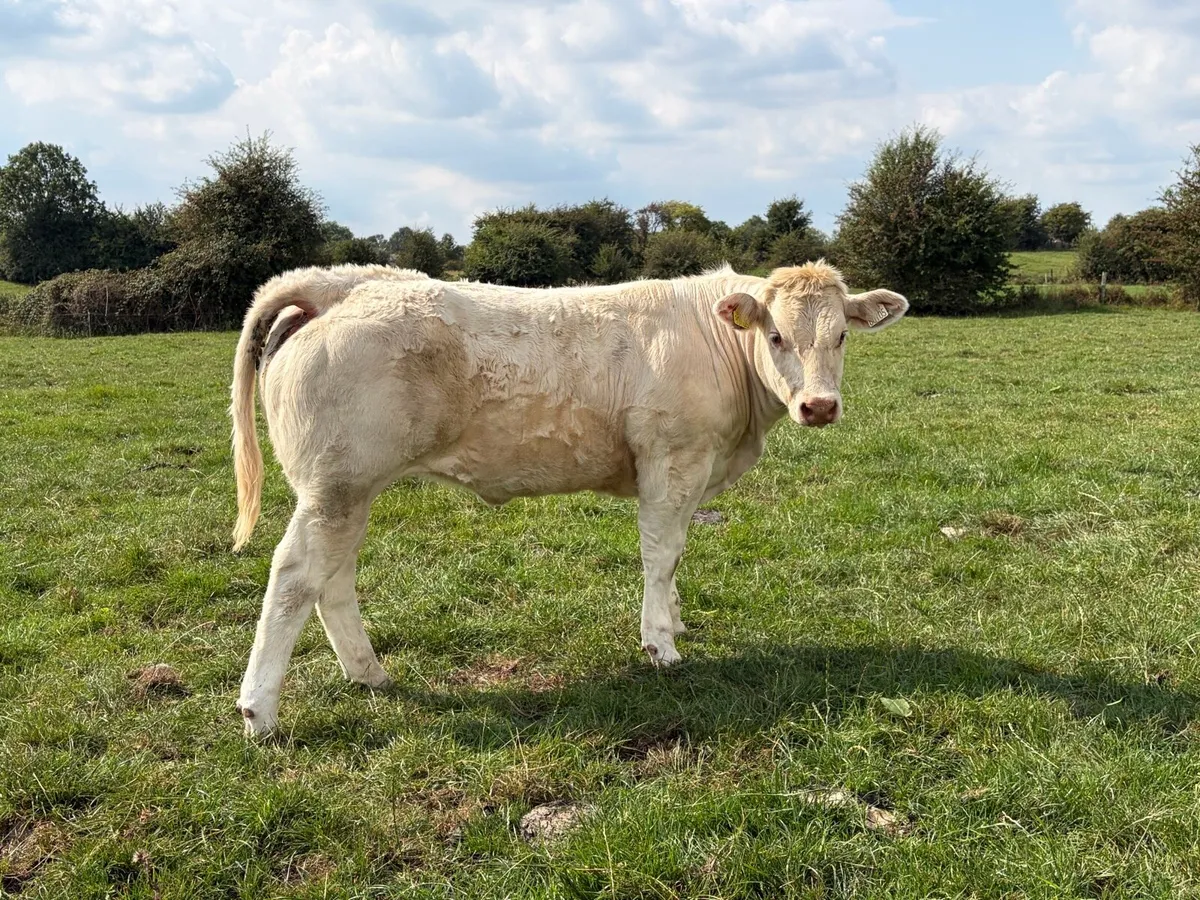 Ballinasloe mart Saturday 29th of August - Image 3