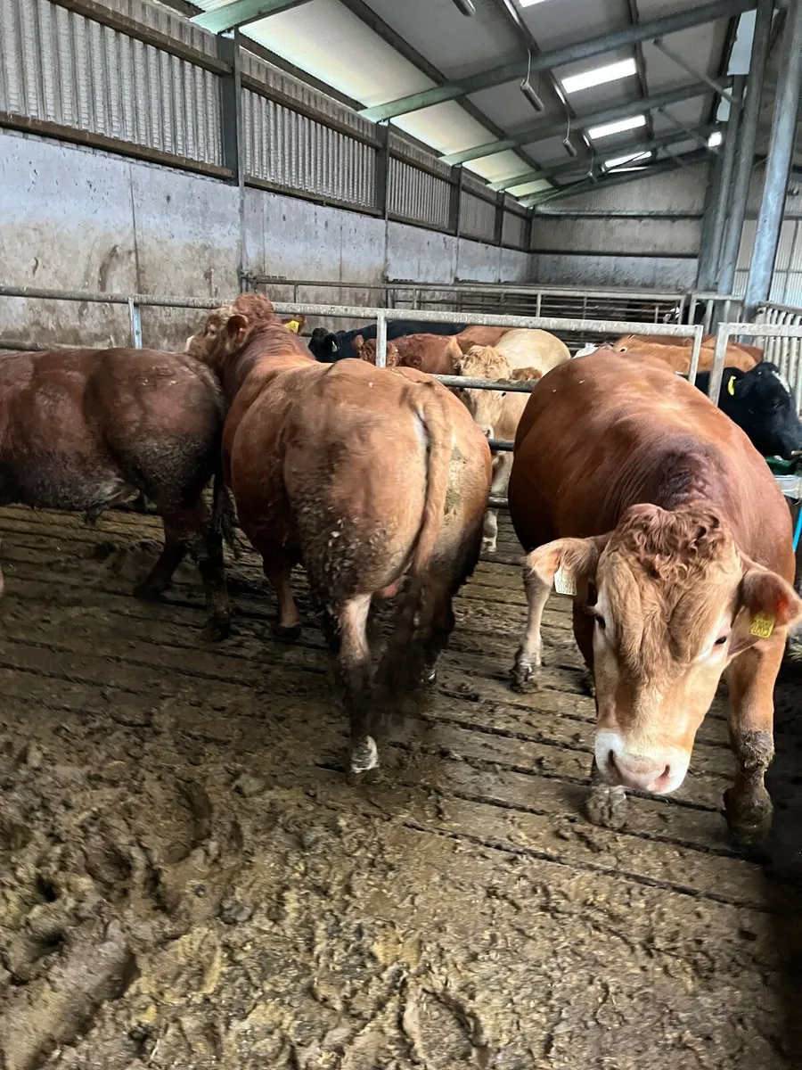 PBR Limousin Bulls - Image 2