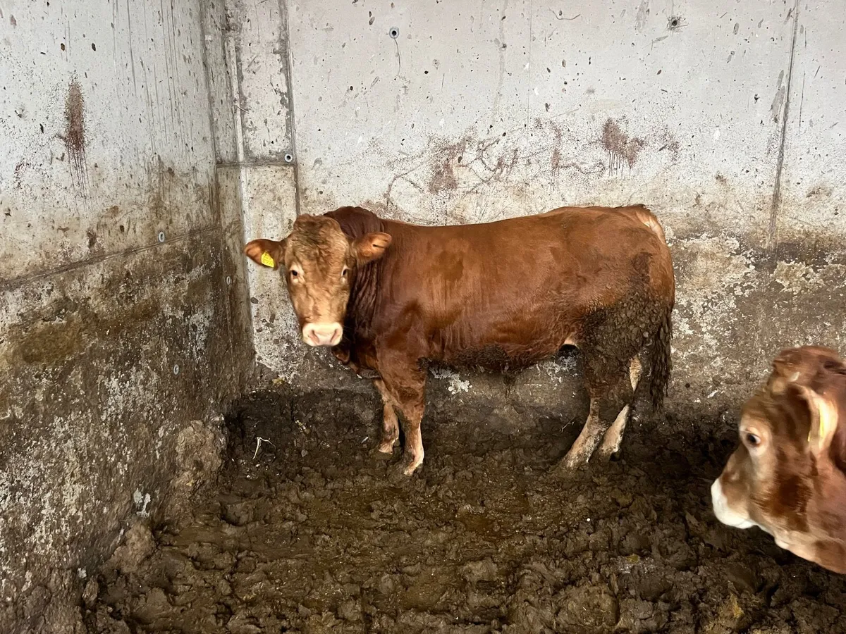 PBR Limousin Bulls - Image 3