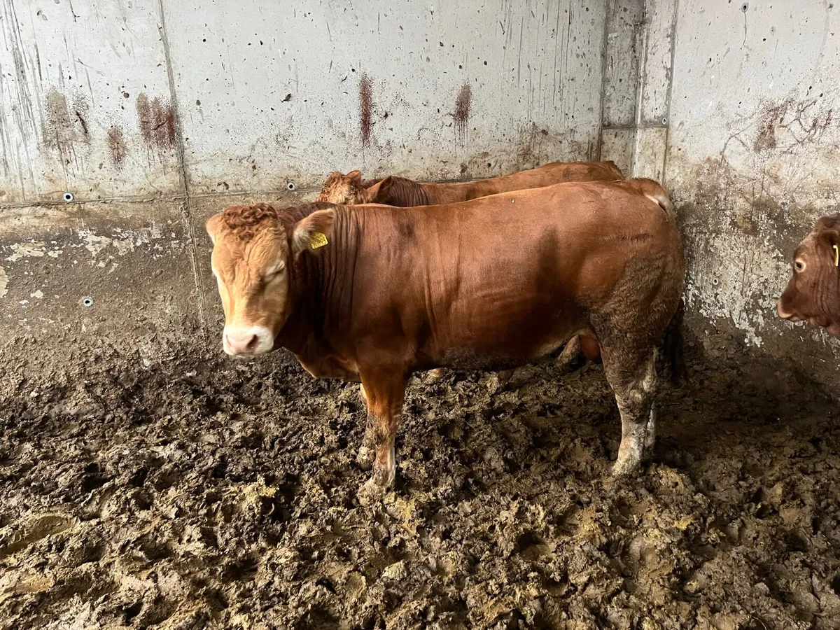 PBR Limousin Bulls - Image 4