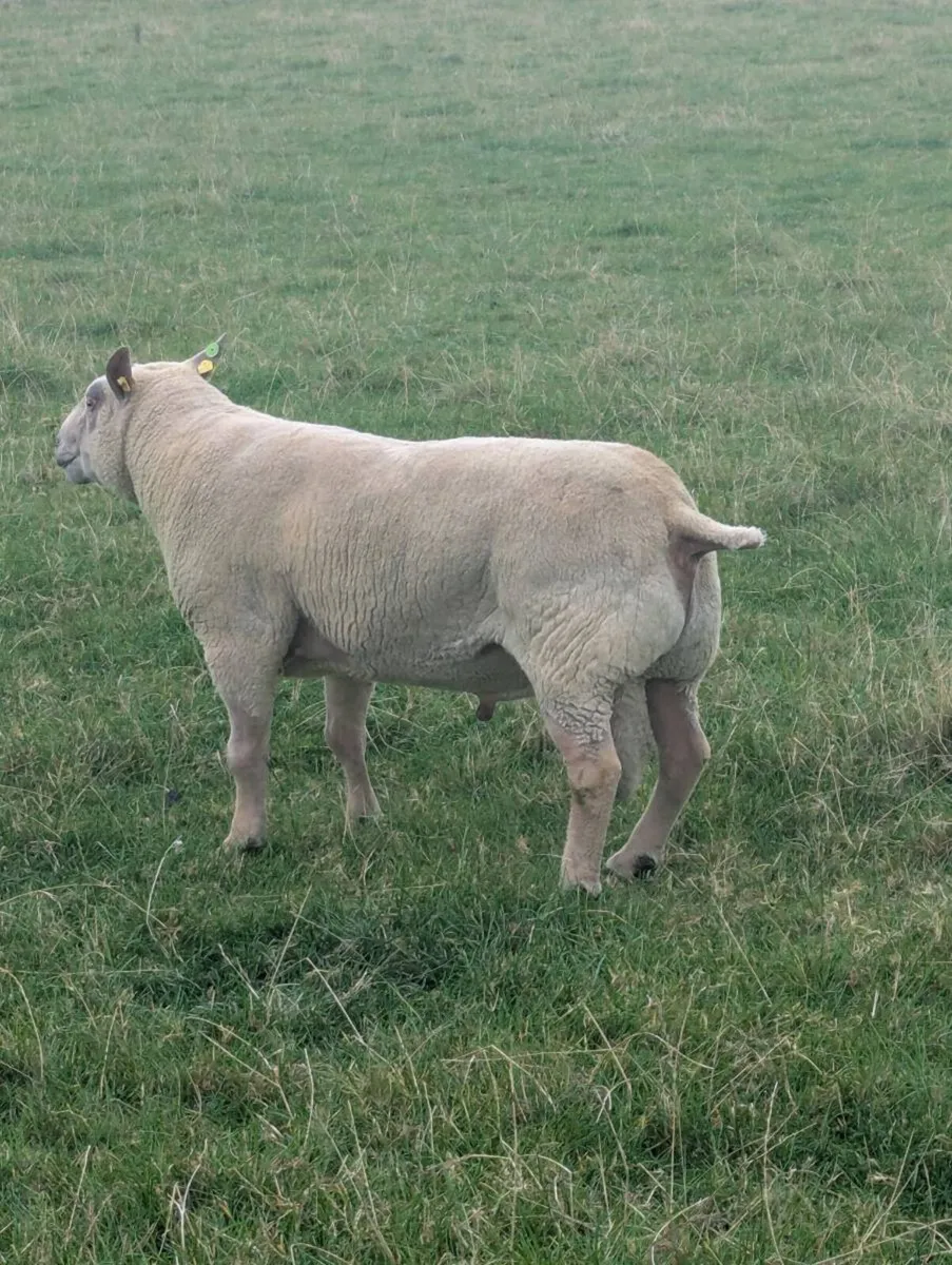 Pedigree Charollais Stock Ram - Double 5 Star ⭐ - Image 1