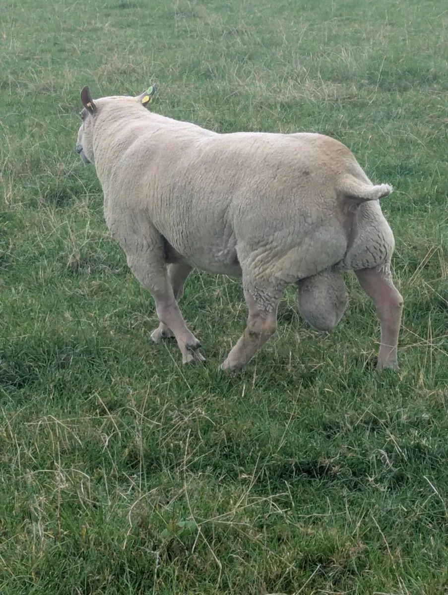Pedigree Charollais Stock Ram - Double 5 Star ⭐ - Image 3