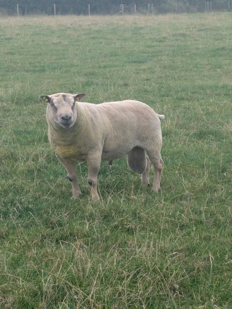 Pedigree Charollais Stock Ram - Double 5 Star ⭐ - Image 4