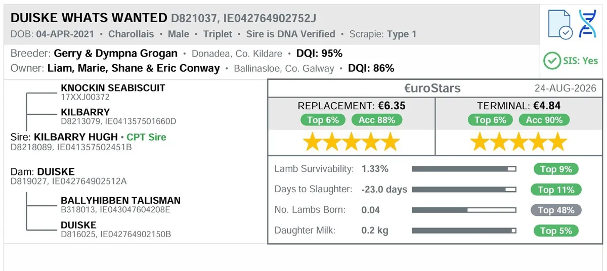 Pedigree Charollais Stock Ram - Double 5 Star ⭐ - Image 2