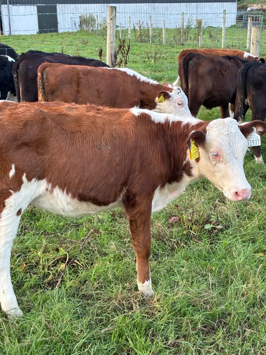 RUNNERS 4 MONTHS HEX HEIFERS/BULLS - Image 2