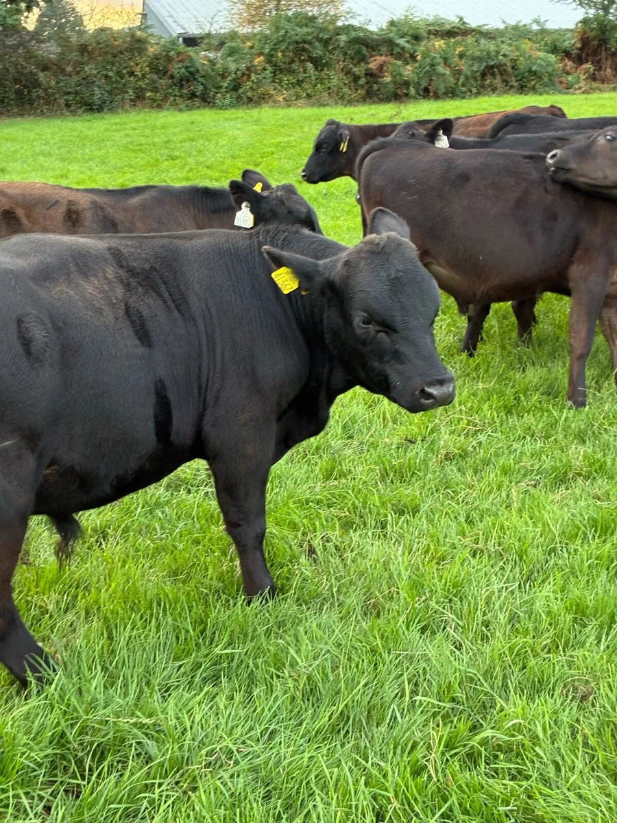 23 SUPER QUALITY GRASS AA/HEX BULL WEANLINGS - Image 3