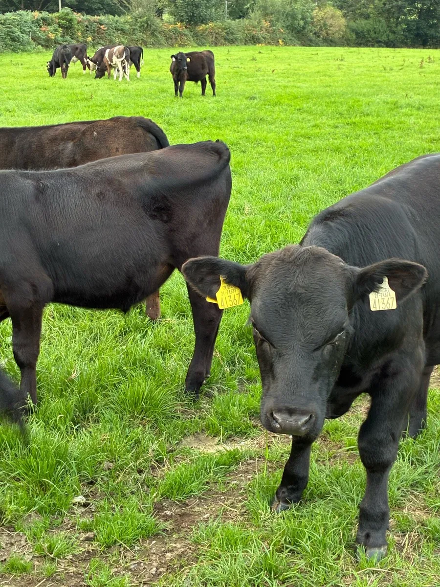 23 SUPER QUALITY GRASS AA/HEX BULL WEANLINGS - Image 1