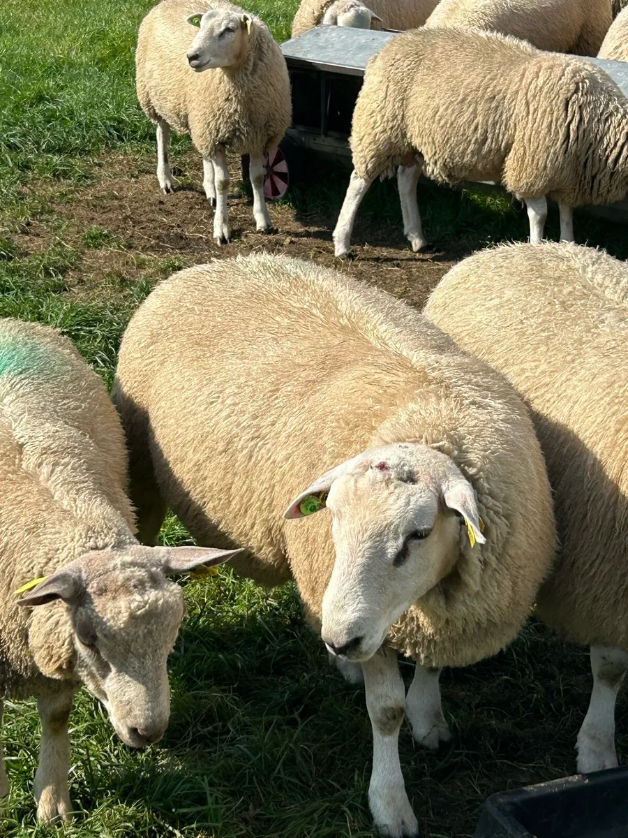 Pedigree Belclare ram lambs - Image 2