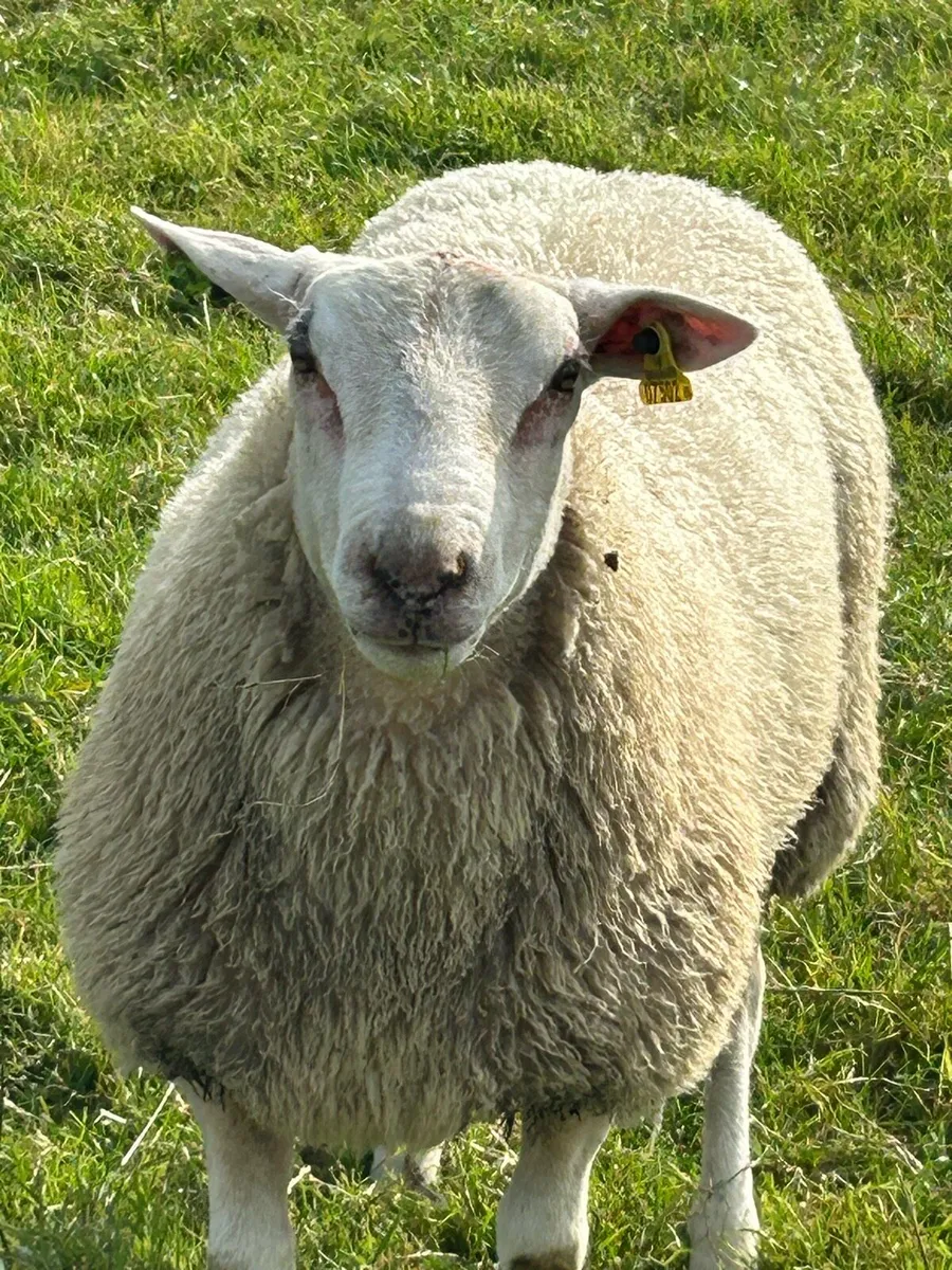 Pedigree Belclare ram lambs - Image 3