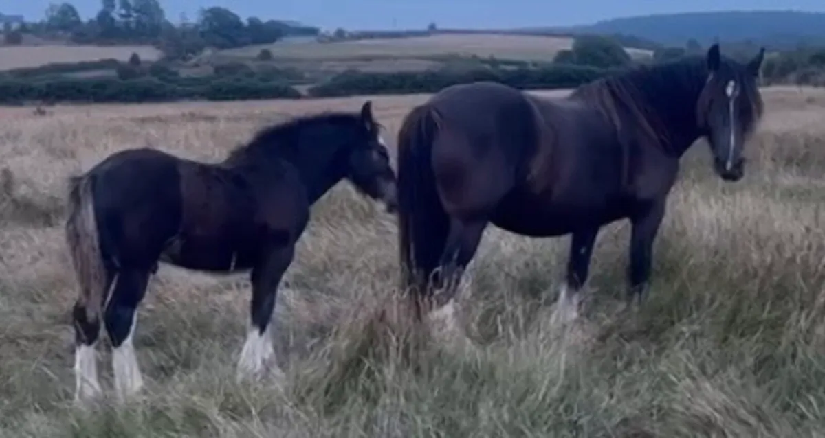 Cob Colt Foal - Image 1